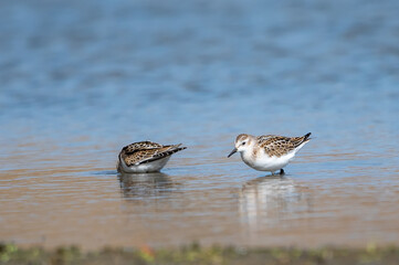 Küçük kumkuşu » Little Stint » Calidris minuta