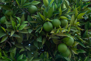 Crown of an orange tree with unripe and green fruits.