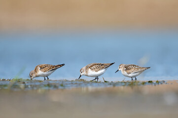 Küçük kumkuşu » Little Stint » Calidris minuta