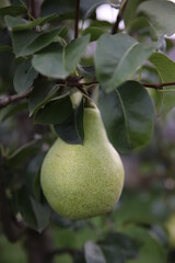 pear on tree