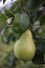 pear on the tree