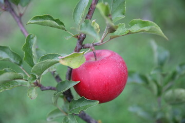 red apples on a branch