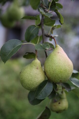 pears on tree