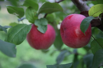 apples on a branch
