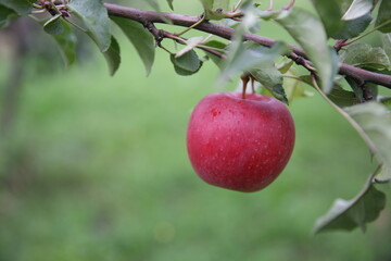 Pear on a tree