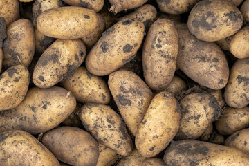 Fresh young potato. Heap of ripe potatoes on the ground in a field. Fresh white young organic potatoes, harvesting. Organic vegetables background. Harvest close-up. Pile of potatoes lying on soil