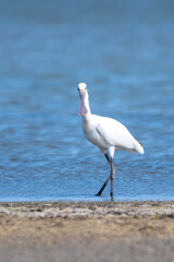  Kaşıkçı » Platalea leucorodia » Eurasian Spoonbill