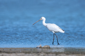  Kaşıkçı » Platalea leucorodia » Eurasian Spoonbill