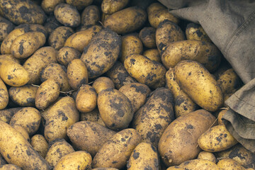 Fresh young potato. Heap of ripe potatoes on the ground in a field. Fresh white young organic potatoes, harvesting. Organic vegetables background. Harvest close-up. Pile of potatoes lying on soil