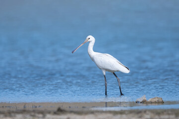  Kaşıkçı » Platalea leucorodia » Eurasian Spoonbill