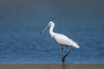  Kaşıkçı » Platalea leucorodia » Eurasian Spoonbill