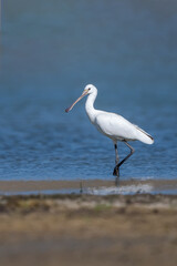  Kaşıkçı » Platalea leucorodia » Eurasian Spoonbill