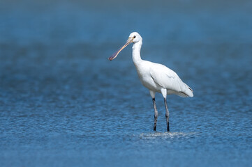  Kaşıkçı » Platalea leucorodia » Eurasian Spoonbill