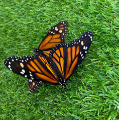 monarch butterfly on green grass