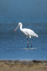  Kaşıkçı » Platalea leucorodia » Eurasian Spoonbill