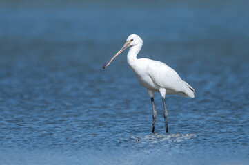  Kaşıkçı » Platalea leucorodia » Eurasian Spoonbill