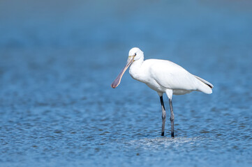  Kaşıkçı » Platalea leucorodia » Eurasian Spoonbill