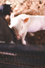 Obraz na płótnie Canvas pig farm