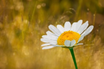 Beautiful and elegant Chamomile with bokeh effect background