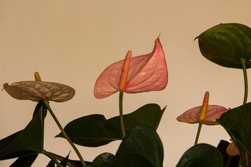 Close-up of pink anthurium against white background - obrazy, fototapety, plakaty