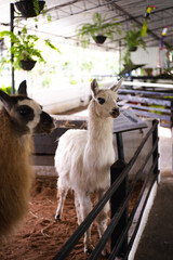 Obraz premium close up of a white alpaca