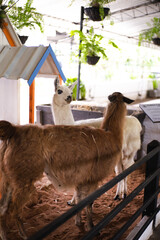 close up of a white alpaca