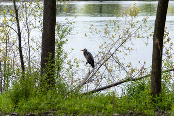 Juvenile Great Blue Heron By The Pond