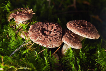 Sarcodon imbricatus, commonly known as the shingled hedgehog or Scaly Tooth