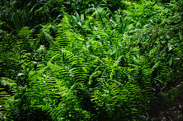 Ferns just getting the morning light
