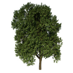 Front view tree ( Adolescent Common Oak tree 2 ) white background alpha png
