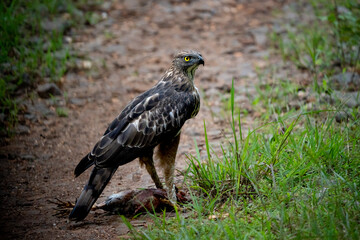 Hawk eagle with a kill