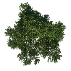 Top view tree plant ( Common Oak tree 1 ) png