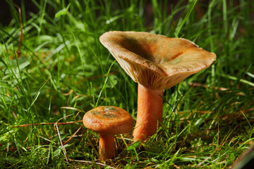 Saffron milk cap (Lactarius deliciosus) mushroom. Bloody milk cap mushroom, Lactarius sanguifluus - an edible wild mushroom 