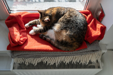 Domestic cat sleeping on red sweater lying on windowsill. Pet resting in warm apartment near room battery or heater in winter time. Kitty keeps warm at sunlight