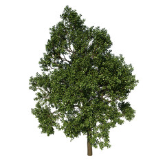 Front view tree plant ( Adolescent Common Oak tree 1 ) png