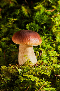 Boletus mushroom in the wild close-up. White fungus growing in the wild. Boletus edulis. Mushrooms in autumn forest