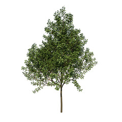 Front view tree plant ( Young Common Oak tree 1 ) png