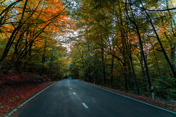 Beautiful road in autumn forest.  Autumn wallpaper