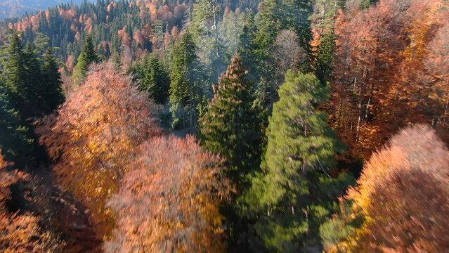 Forest of breathtaking Autumn colors at Yedigoller National Park in Bolu, Turkey. Red car being chasing during the forest drive. Cinematic drone footage of car riding away from camera. Tracking Europe