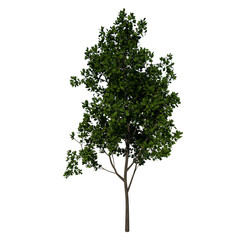 Front view tree plant ( Young Red Oak tree 3 ) png