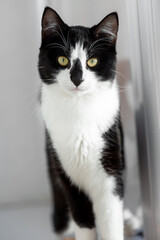 Portrait of a black and white young cute cat
