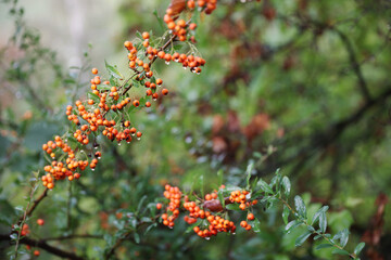 wet orange berries on a branch of green bush