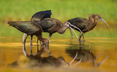 Glossy Ibis ( Plegadis falcinellus) is a large bird species living in wetlands. It is also...