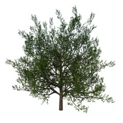 Front view tree plant ( Red Oak tree 1 ) png