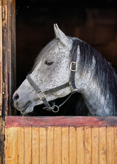 Grey spotted Arabian horse in his wooden stable box - detail on head looking to side