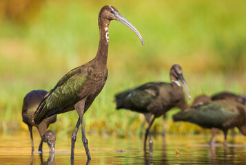 Glossy Ibis ( Plegadis falcinellus) is a large bird species living in wetlands. It is also frequently seen on the shores of large and small lakes on the banks of the Tigris River in Diyarbakır.
