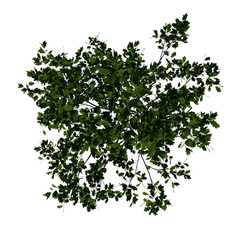 Top view tree plant ( Young Red Oak tree 1 ) png 