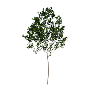 Front view tree plant ( Young Red Oak tree 1 ) png 