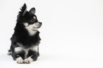 Portrait vom schwarz/weißen Chihuahua Hund im Studio auf weißen Hintergrund mit Platz für Text