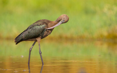 Glossy Ibis ( Plegadis falcinellus) is a large bird species living in wetlands. It is also frequently seen on the shores of large and small lakes on the banks of the Tigris River in Diyarbakır.